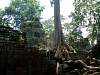 Trees taking over at Ta Prohm